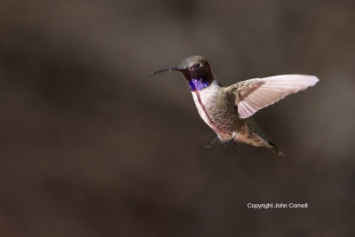Archilochus-alexandri;Black-chinned-Hummingbird;Hummingbird;action;active;aloft;